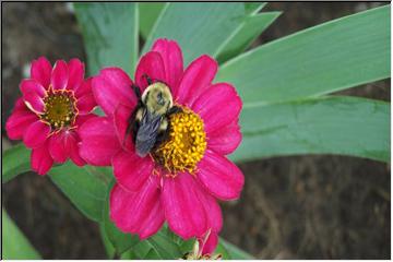 Caught sipping nectar