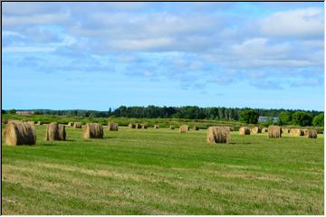 Crop circles