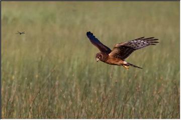 Hovering over dinner