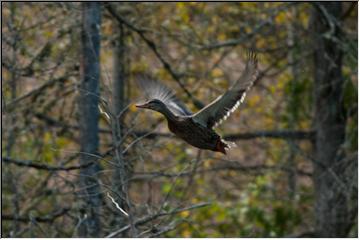 In flight
