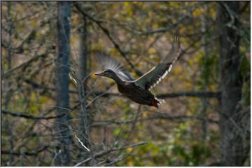 In flight