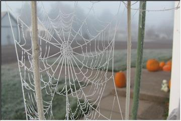 Frost on the web - pumpkins