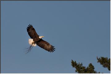 Nest building