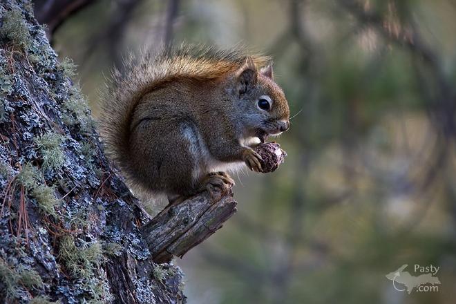 Photos by Frederic W. Koski