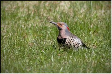 Woodpecker