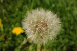 Seed head