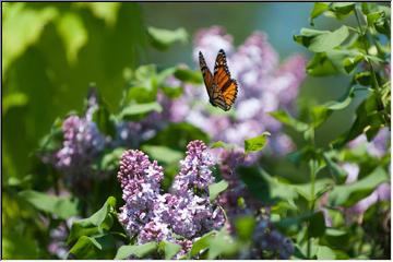 Lilacs and butterflies