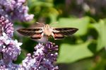 Hummingbird moth