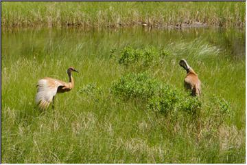 Preening