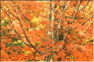 Painted trees