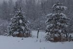 Snowy pines
