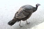 Struttin'