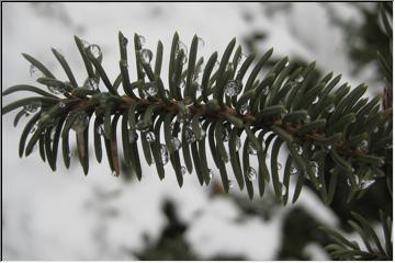 Iced UP pine