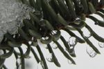 Clear droplets
