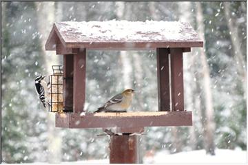 Hungry birds