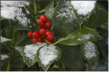 Red and green