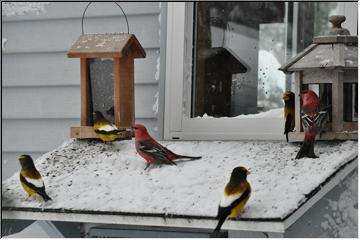 Grosbeaks