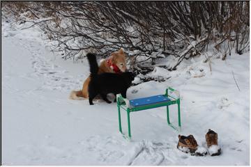 Pals