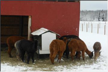 Alpaca gathering
