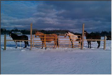 Horses