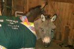 Donkeys