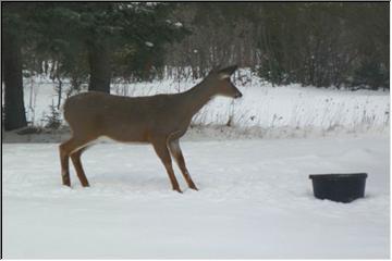 Feeding the deer