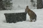 Bunny has to eat, too
