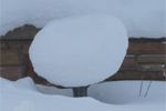 Winter mushroom