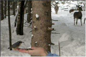 Winter feeding