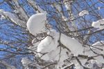 Snow piled up high
