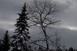 Covered trees