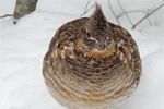 Puffed UP