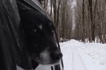 Happy dog