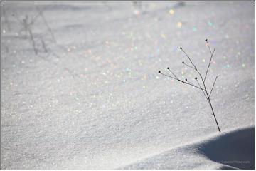Pretty snow