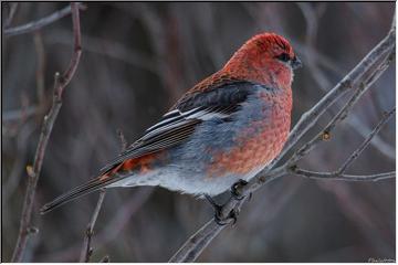Beautiful reds