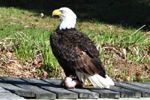 The Eagle has landed