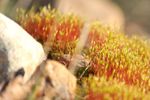 New growth