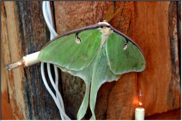 Actias luna