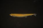 A fish of a different color