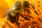 Bumblebee