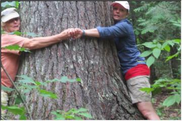 Estivant Pines