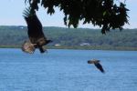 Fighting Eagles