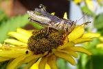 Grasshopper