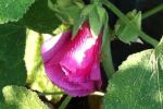 Budding