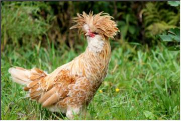 Pretty bird