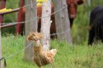 Cattle