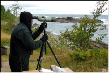 Bird counting