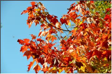 Fall colors