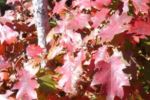 Colorful oak leaves