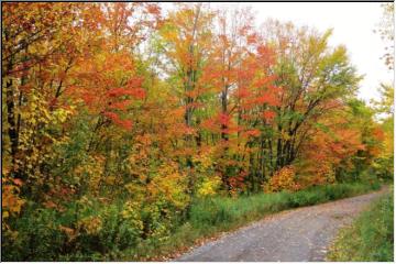 Colorful path